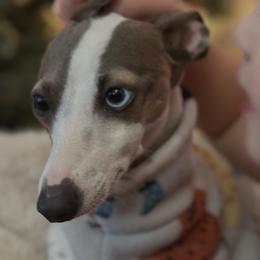 Italian Greyhound puppies from Shanda's Italian Greyhounds