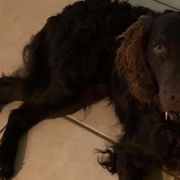 Boykin Spaniels from South Paw Boykin Spaniels