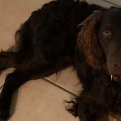 Boykin Spaniels from South Paw Boykin Spaniels