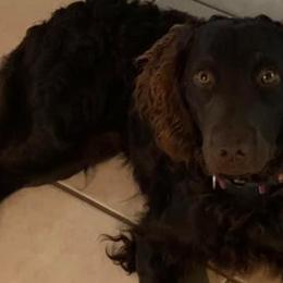 Boykin Spaniels from South Paw Boykin Spaniels