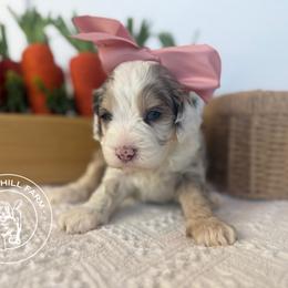 Veda - Merle female Cavapoo puppy in Fayetteville, Arkansas from Silver Hill Farm