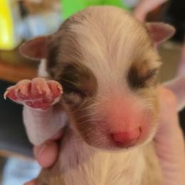 Lucy - Red merle female Australian Shepherd puppy in Yoder, Colorado from Tréad Tines Aussies