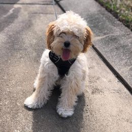 Cockapoo All Grown Up from Double J Cockapoos