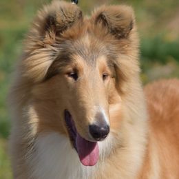Collies from KEOWEE Collies