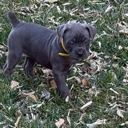 Dancer - Gray female Cane Corso puppy in Utah from 3Lake Kennelz