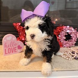 Girl 1 - Tri-color female Bernedoodle puppy in Wytheville, Virginia from Pine Brook Pups