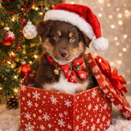 Andovers Crimson Promise - Red tri-color female Miniature American Shepherd puppy in Rockford, Illinois from Andover Aussies