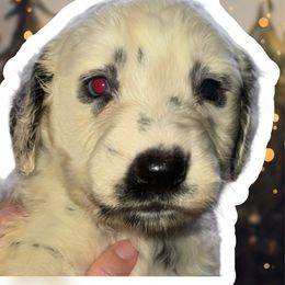 Dasher - White and black male Dalmatian puppy in Bremen, Georgia from Clark’s Dalmatians