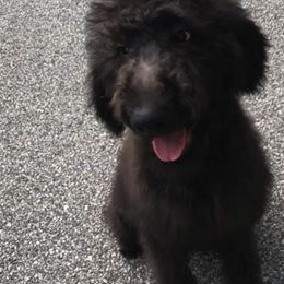 Labradoodles and Poodles from Salley Mcintyre's Labradoodles and Poodles