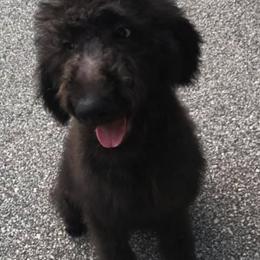 Labradoodles and Poodles from Salley Mcintyre's Labradoodles and Poodles