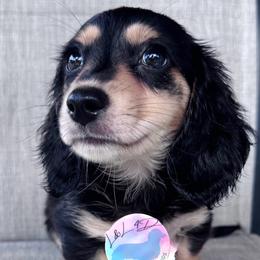 Boy 1 - Black and cream male Dachshund puppy in Houston, Texas from L&L 4D Dancer’s Dachshunds