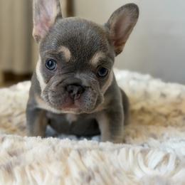 Pancake - Blue female French Bulldog puppy in San Diego, California from California Dream Frenchies