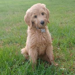 Polly - Apricot female Goldendoodle puppy in Georgetown, Tennessee from Georgetown Designer & Purebred Puppies