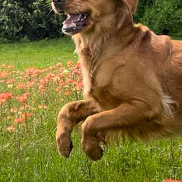 Golden Retriever Puppies from Graceful Goldens