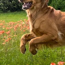 Golden Retriever Puppies from Graceful Goldens