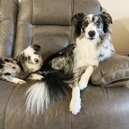 Border Collie Puppies from Cascade Sun Kennels