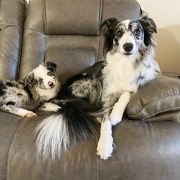 Border Collie Puppies from Cascade Sun Kennels