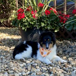 Shetland Sheepdog Puppies from Aral Shelties