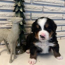 Gray Girl - Black rust and white female Bernese Mountain Dog puppy in Oakley, Idaho from Purple Sage Puppies Bernese Mountain Dogs