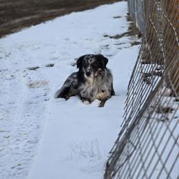 Kayce - Australian Shepherd