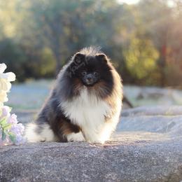 Gunner - Blue male Pomeranian puppy in Sacramento, California from My Precious Poms
