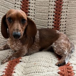Daiquiri - Dachshund