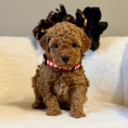 Alvin - Red  male Poodle puppy in Munster, Indiana from Miranda’s Sunshine Poodles and Doodles