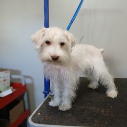 Miniature Schnauzer, Poodle, Schnoodle, and Whoodle Puppies from Kaleidoscope Kennels