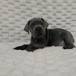 Blue collar - Gray male Cane Corso puppy in Fritch, Texas from Carrie Brown's Cane Corsos