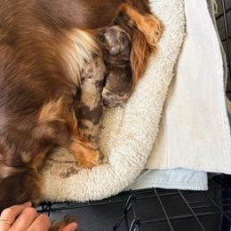 Chocolate Dapple - Chocolate and tan male Dachshund puppy in Medina, Ohio from STORIED DOXIES