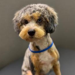 Brock - Merle male Cockapoo puppy in Lebanon, Kentucky from Mosaic Merle Doodles