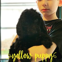 Goldendoodle Puppies from Little Doodle Love