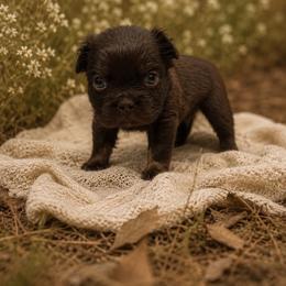 French Bulldog puppies from Velvet Fluffy Pups