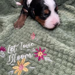 Bernedoodle and Goldendoodle Puppies from CocoLove Doodles