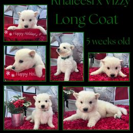 Apple Boy - White male German Shepherd puppy in Apache Junction, Arizona from CS Vista Farms