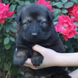 Black Collar Sable Male - Sable male German Shepherd puppy in Marianna, Florida from Haus M Godwin