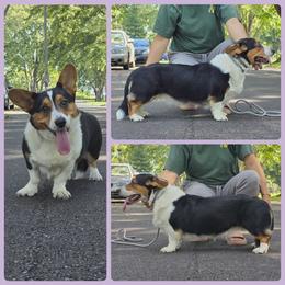 Kasey - Cardigan Welsh Corgi