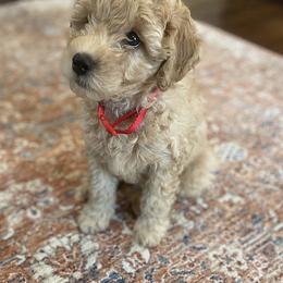 Australian Labradoodle Puppies from Forever Friends Labradoodles