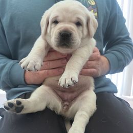 Dark green - Yellow female Labrador Retriever puppy in Temecula, California from Oak Valley Labradors
