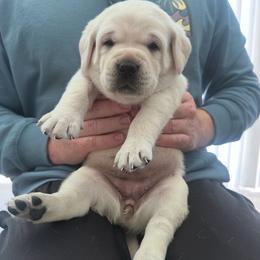Dark green - Yellow female Labrador Retriever puppy in Temecula, California from Oak Valley Labradors