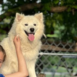 Heidi - American Eskimo Dog