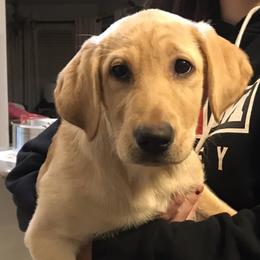 Labrador Retriever Puppies from Sycamore Kennels