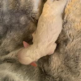 Girl 4 - Parti female Goldendoodle puppy in Haddam, Kansas from Golden B Acres
