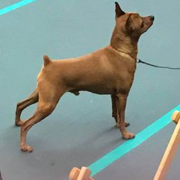 Miniature Pinscher All Grown Up from Shadowmist Miniature Pinschers