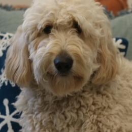 Goldendoodles from Austin Doodle Ranch
