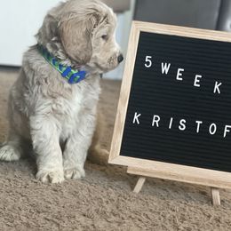 Goldendoodle Puppies from RKay K9s