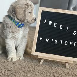 Goldendoodle Puppies from RKay K9s