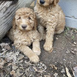 Goldendoodle Puppies from Golden Paws Farm
