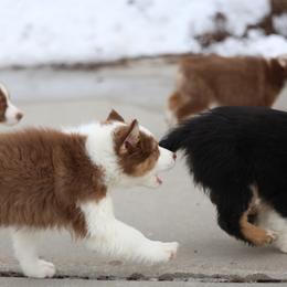 Australian Shepherd, Miniature American Shepherd, Miniature Australian Shepherd, and Toy Australian Shepherd Puppies from Painted Blue Aussies