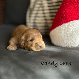 Candy Cane - Buff female Cockapoo puppy in Alexandria, Alabama from Bright and Beautiful Cockapoos and Doodles